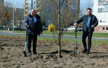 Zielona rewolucja w centrum Stalowej Woli (na zdjęciu znajdują się dwie osoby sadzące drzewo)