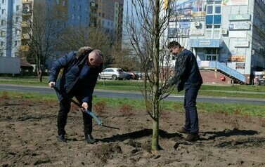  Zielona rewolucja w centrum Stalowej Woli (na zdjęciu znajdują się dwie osoby sadzące drzewo)