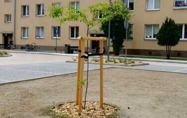 Podw&oacute;rko Popiełuszki/Staszica (na zdjęciu znajduje się drzewo)