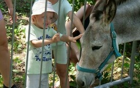 Piknik Rodzinny i otwarcie Wodnego Placu Zabaw (na zdjęciu znajduje się dziecko i koń)