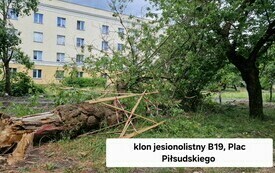 Drzewa po burzy 24.06 (6)