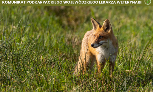 Zdjęcie do Komunikat Podkarpackiego Wojew&oacute;dzkiego Lekarza Weterynarii