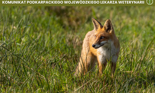 Zdjęcie do Komunikat Podkarpackiego Wojew&oacute;dzkiego Lekarza Weterynarii