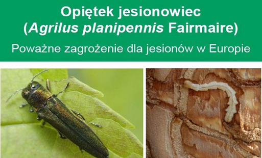 Zdjęcie do Opiętek jesionowiec - poważne zagrożenie dla jesion&oacute;w w Europie 