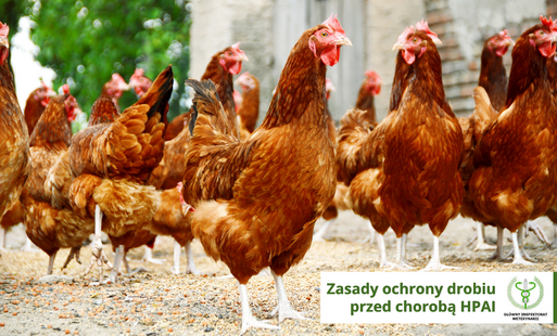 Zdjęcie do Zalecenia Gł&oacute;wnego Inspektoriatu Weterynaryjnego