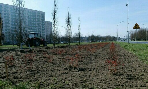 Zdjęcie do Zielona rewolucja w centrum Stalowej Woli